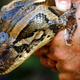 A 14-foot, 95-pound, female Burmese python captured in Naples, Florida.